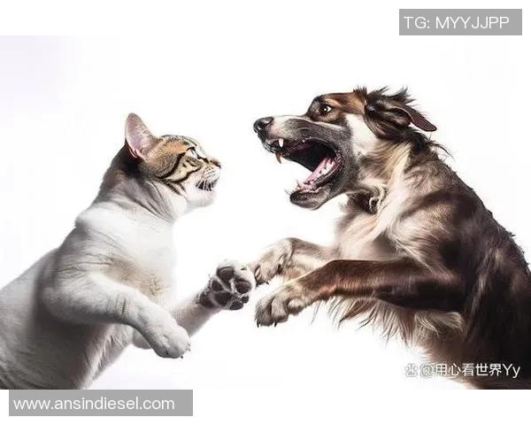 鹿岛鹿角与仙台维加激战在即谁能在这场较量中笑到最后